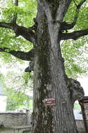 Image of Large-leaved Lime