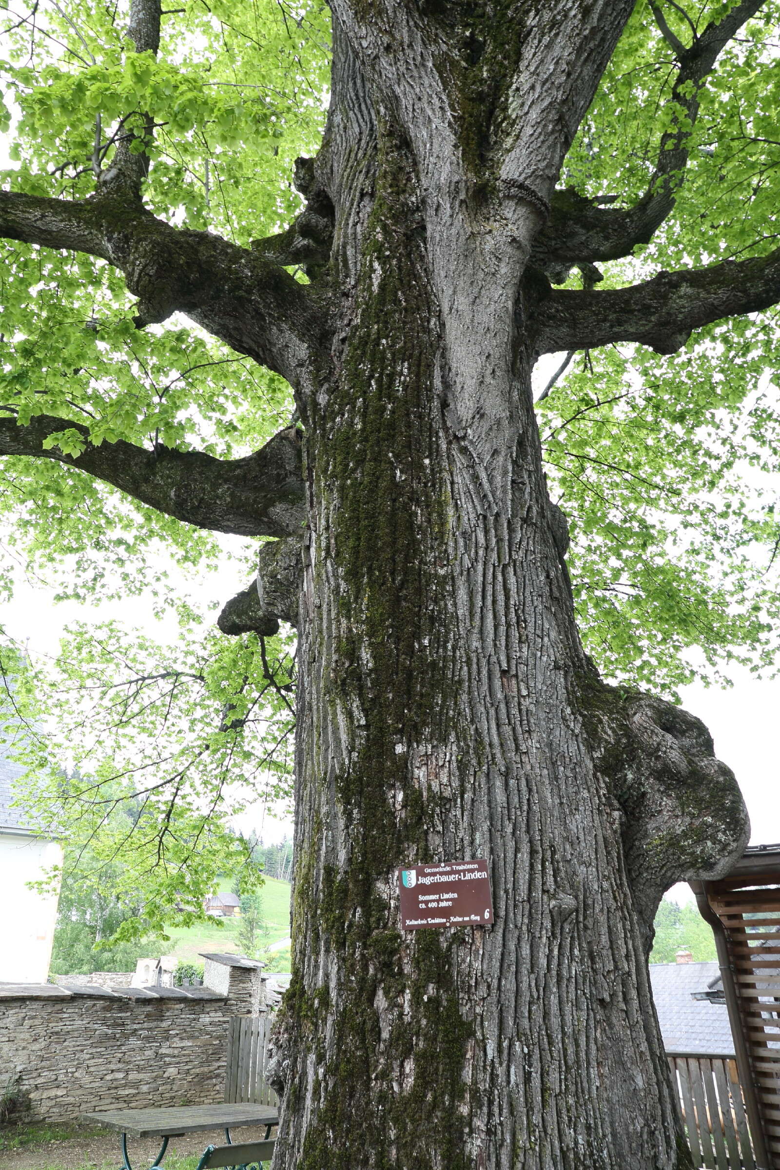 Image of Large-leaved Lime