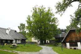 Image of Large-leaved Lime