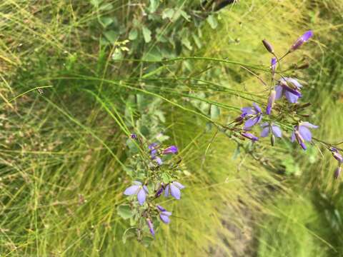 Image of Heliophila subulata Burch. ex DC.