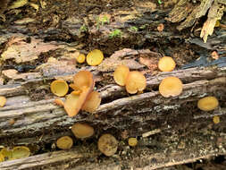 Image de Elaiopezia waltersii (Seaver) Grootmyers, Healy & Van Vooren