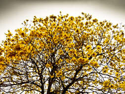 صورة Handroanthus chrysanthus (Jacq.) S. O. Grose