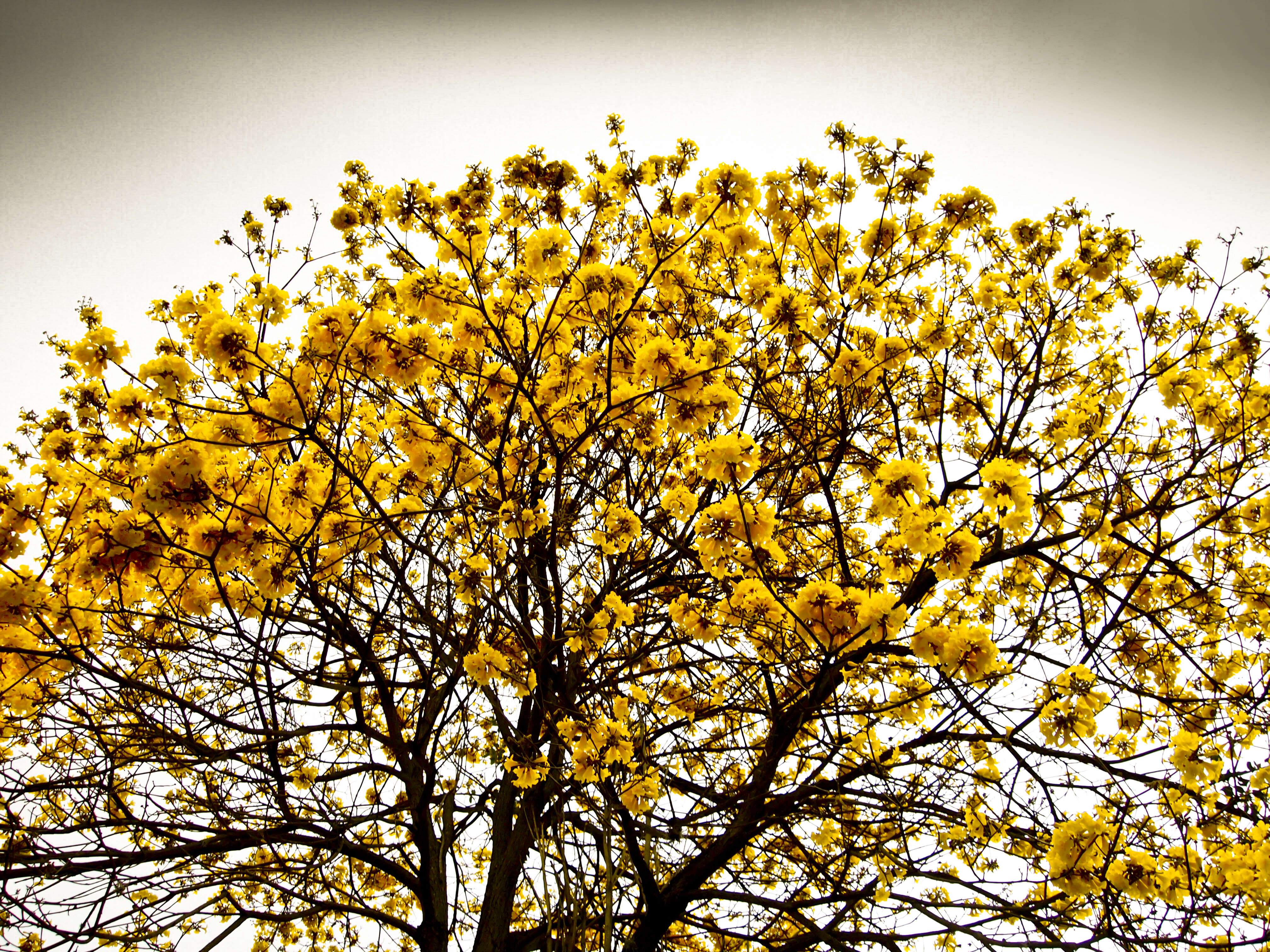 صورة Handroanthus chrysanthus (Jacq.) S. O. Grose