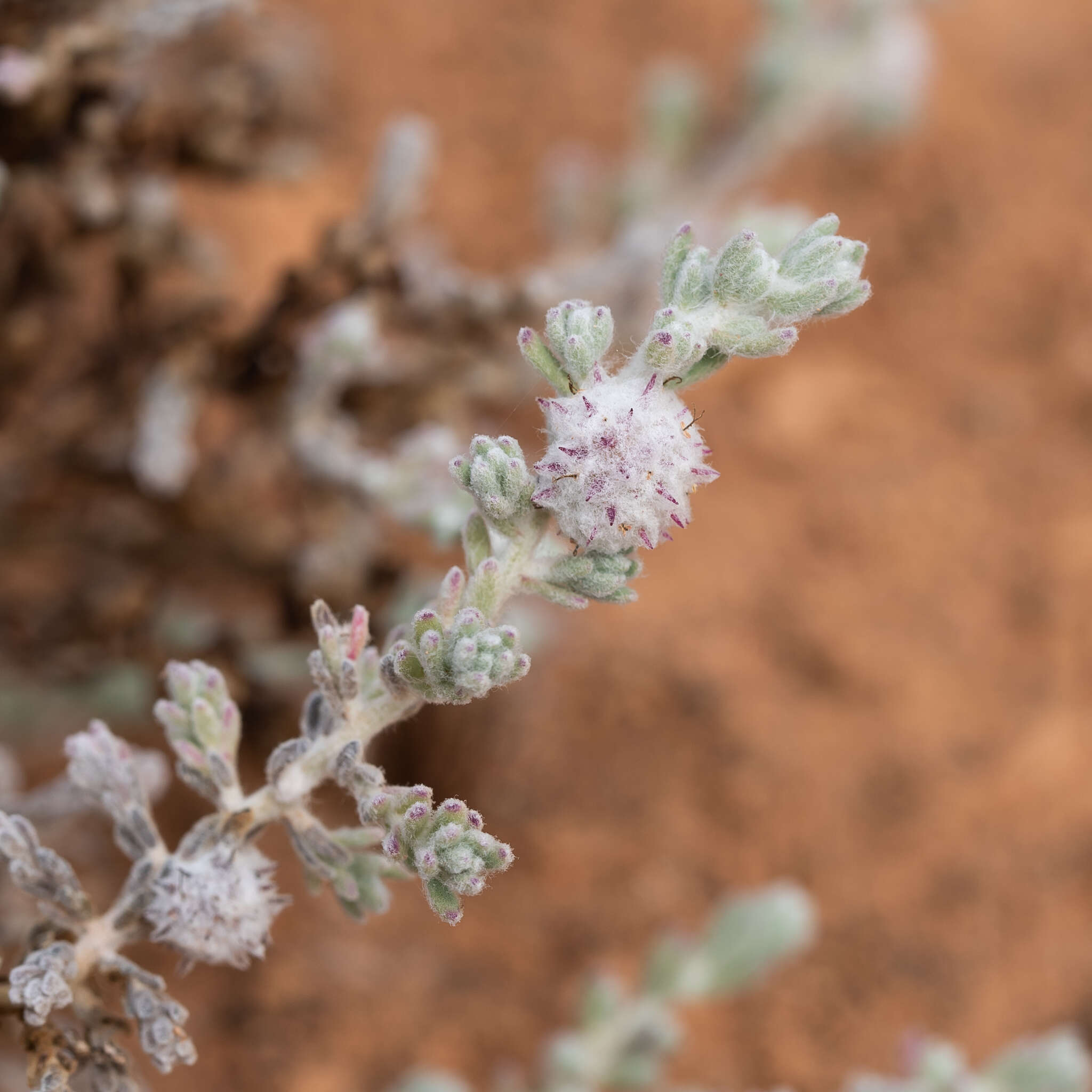 Слика од Dissocarpus paradoxus (R. Br.) Ulbr.