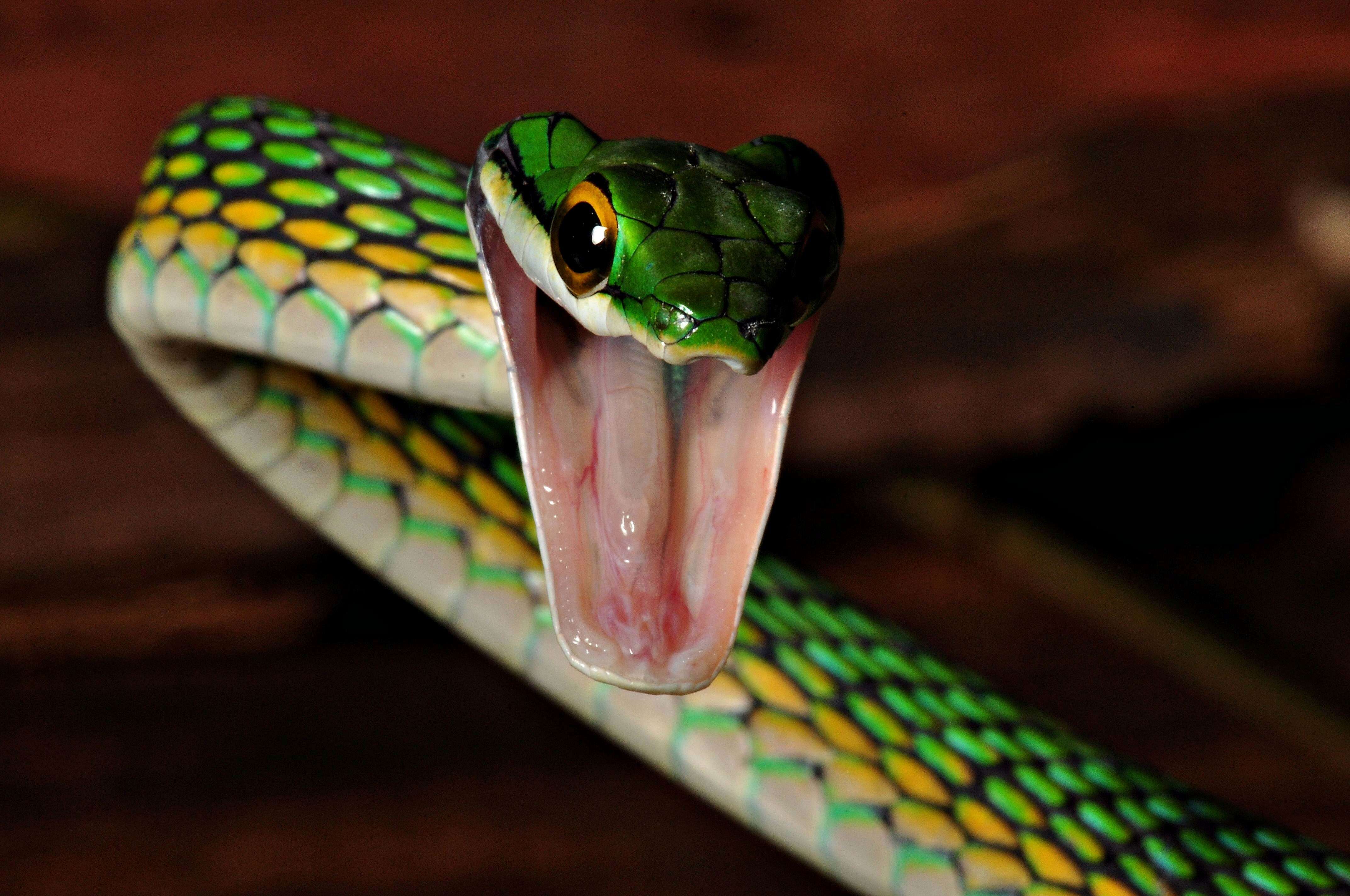 Image of Green Parrot Snake