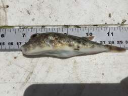 Image of Least Puffer