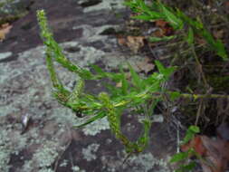 Image of lanceleaf ragweed