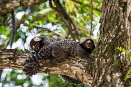 Image of Common Marmoset