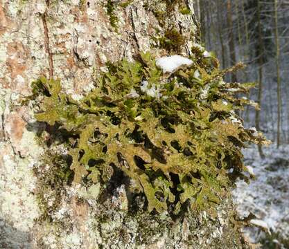 Image of Lungwort