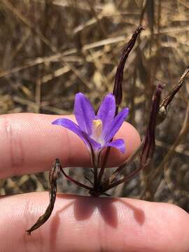 صورة Brodiaea santarosae T. J. Chester, W. P. Armstr. & Madore