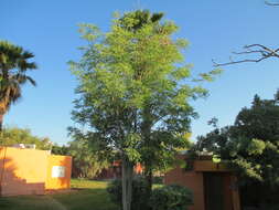 Image of marula