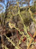 Acacia erinacea Benth.的圖片