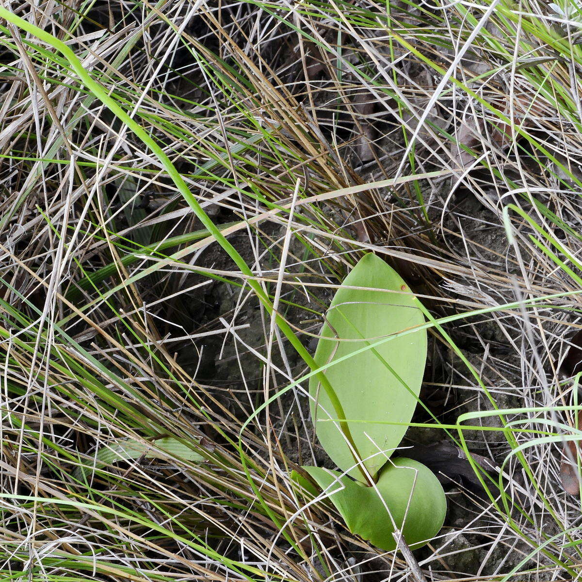 Слика од Eriospermum mackenii subsp. mackenii