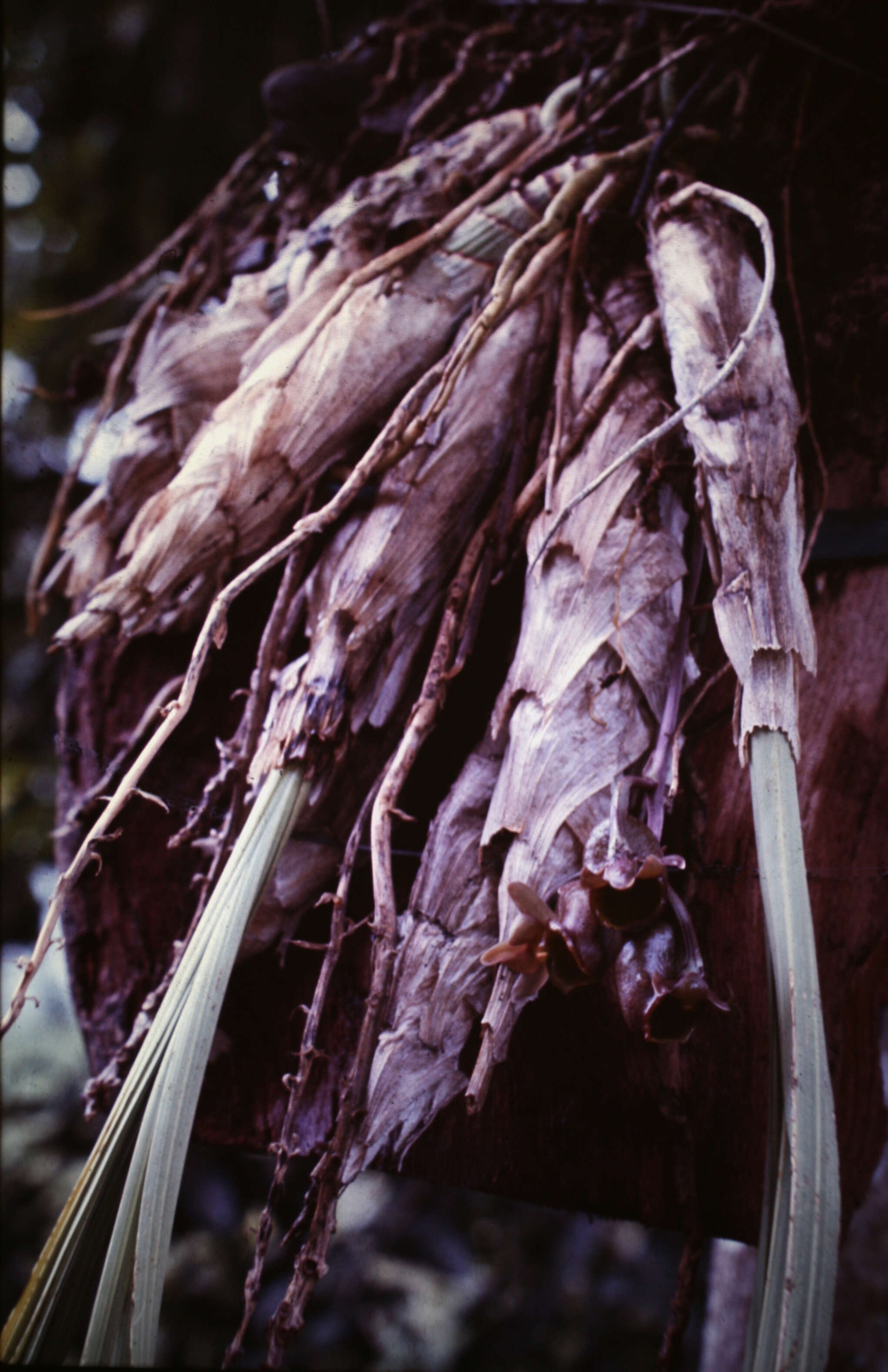 Image of Catasetum longifolium Lindl.