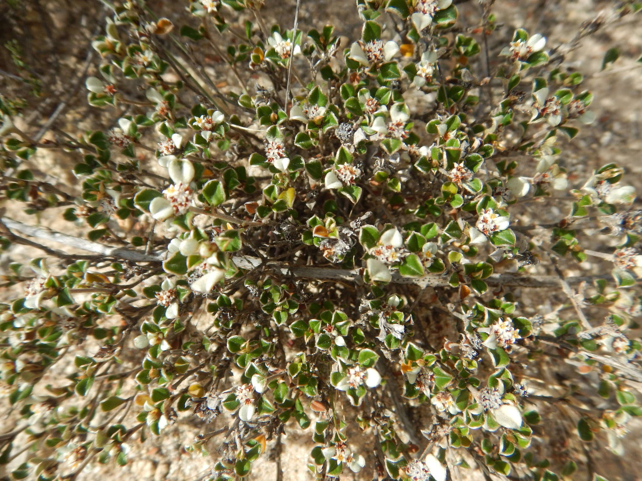 Image of Cryptandra leucophracta Schltdl.