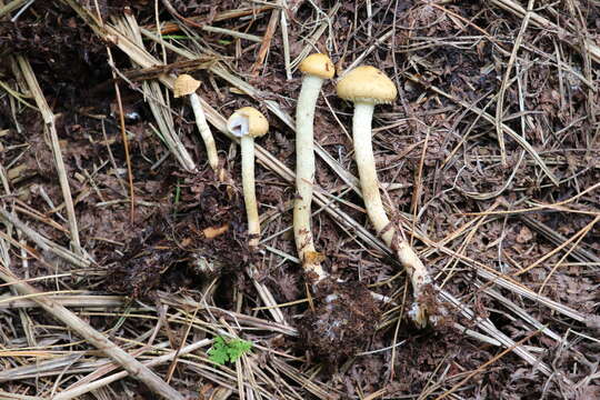 Image de Leratiomyces magnivelaris (Peck) Bridge & Spooner 2008