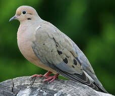 Image of American Mourning Dove