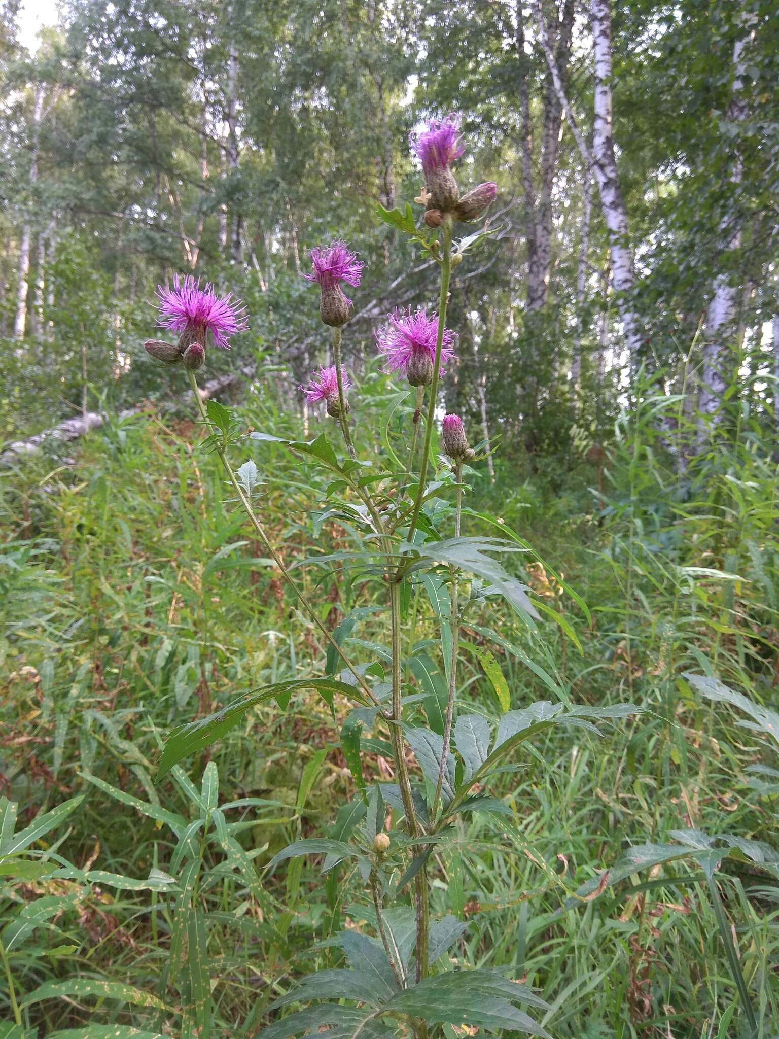 Plancia ëd Serratula coronata L.