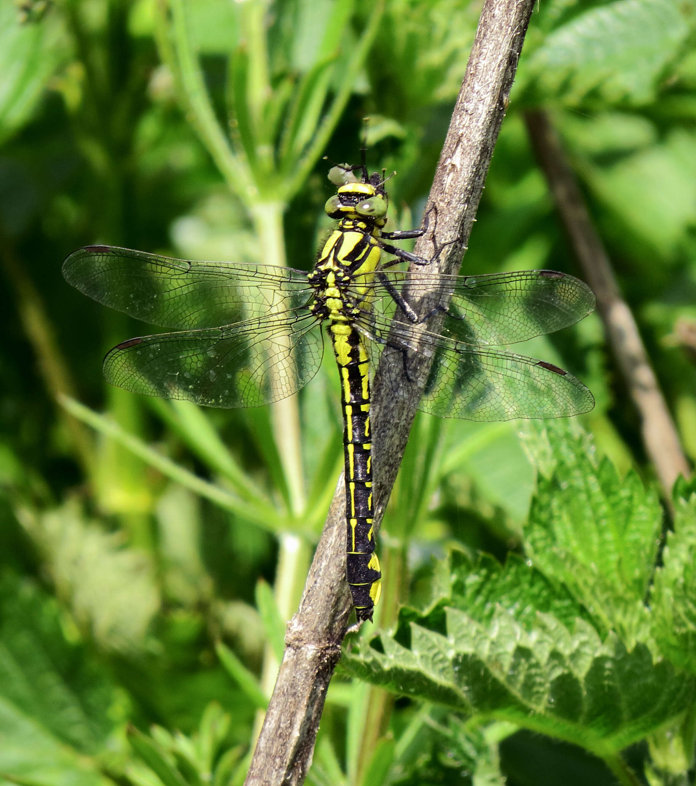 Image of Club-tailed Dragonfly