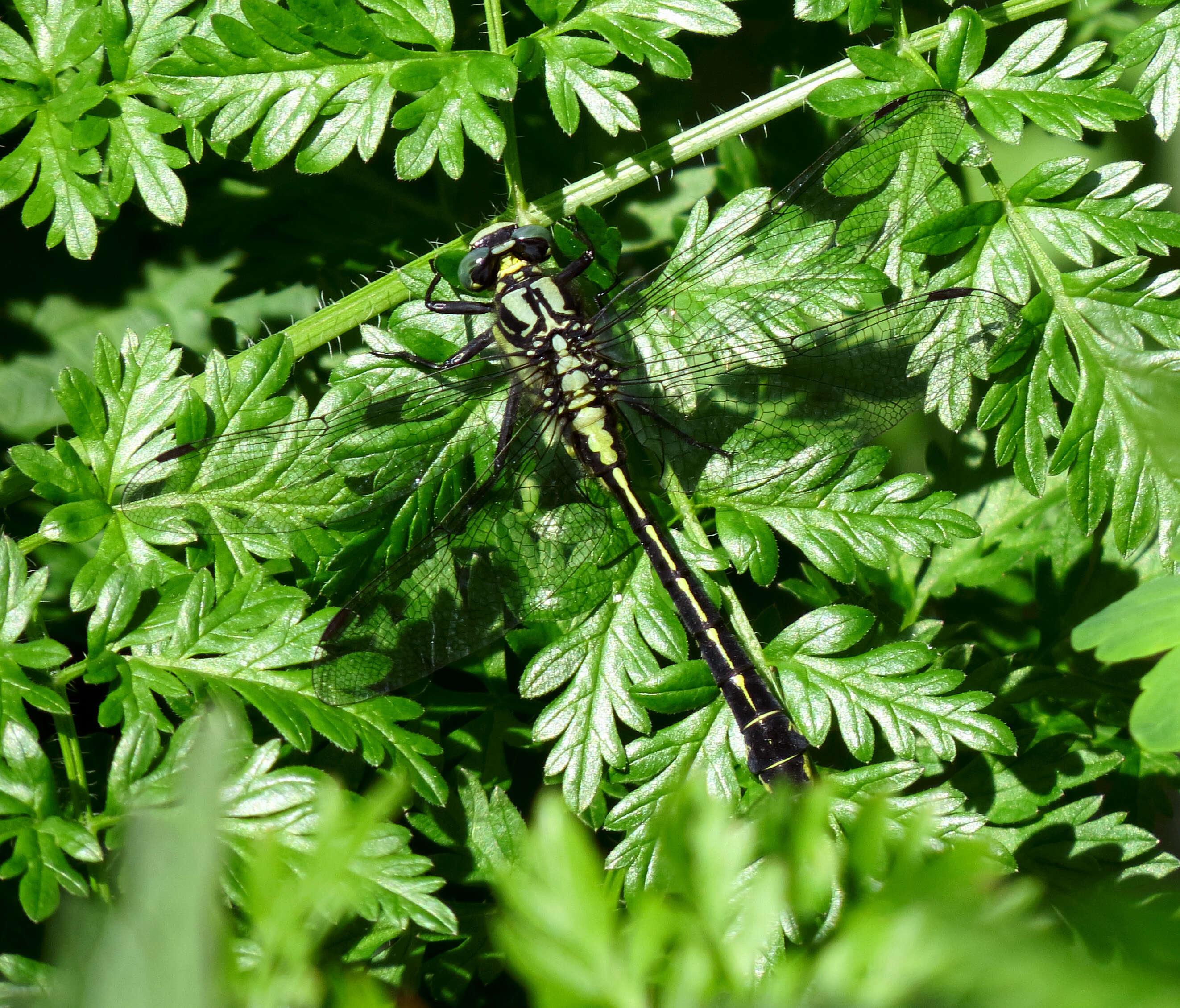 Image of Club-tailed Dragonfly