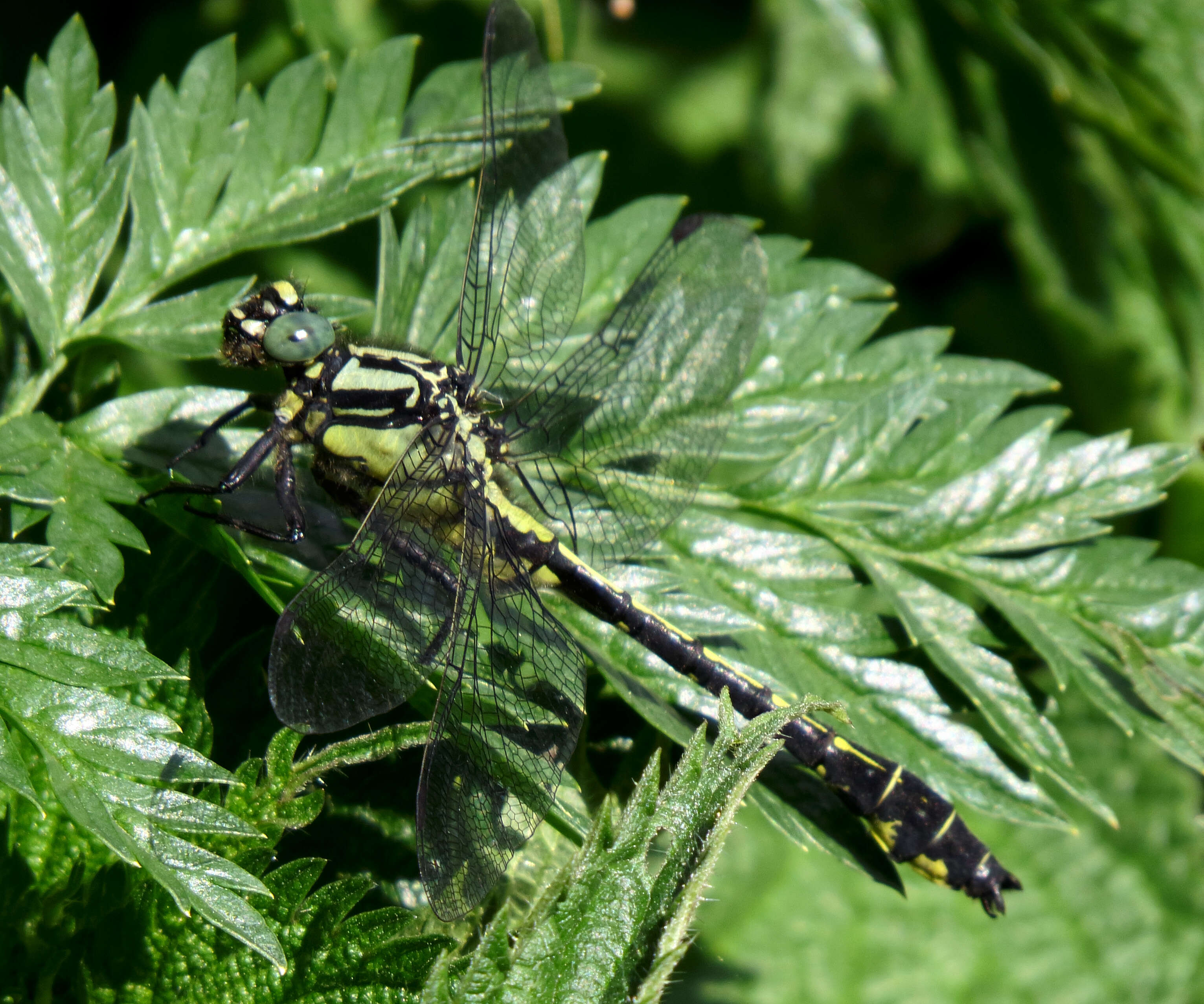 Image of Club-tailed Dragonfly