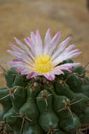 Image of Thelocactus hexaedrophorus (Lem.) Britton & Rose