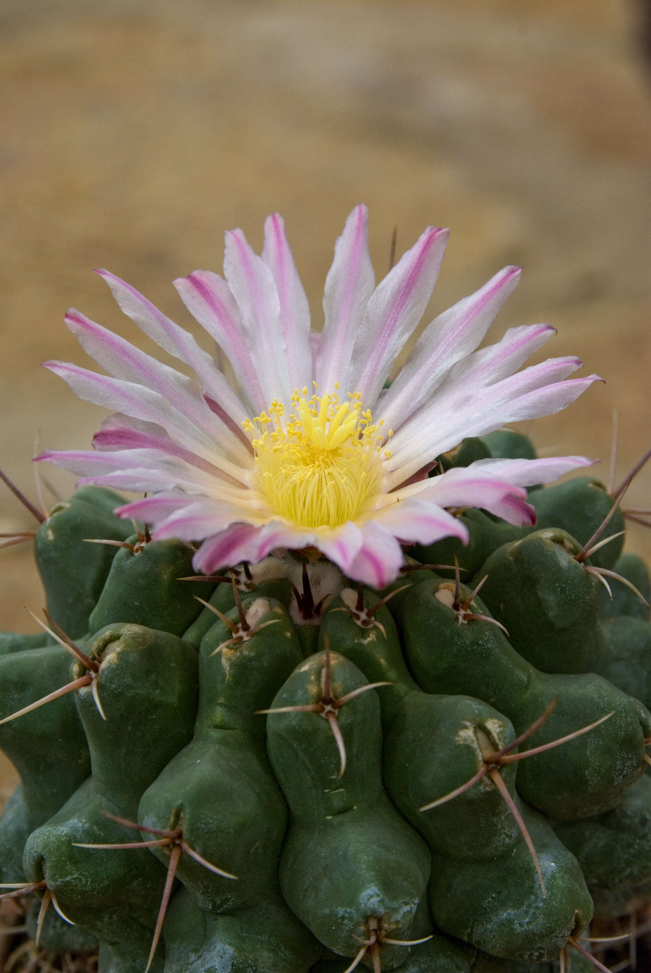 Image of Thelocactus hexaedrophorus (Lem.) Britton & Rose