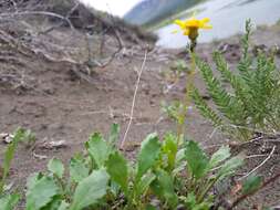 Image of northern groundsel