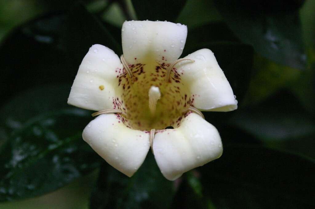 Image of Cape gardenia