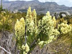 Image of Erica leucanthera L. fil.