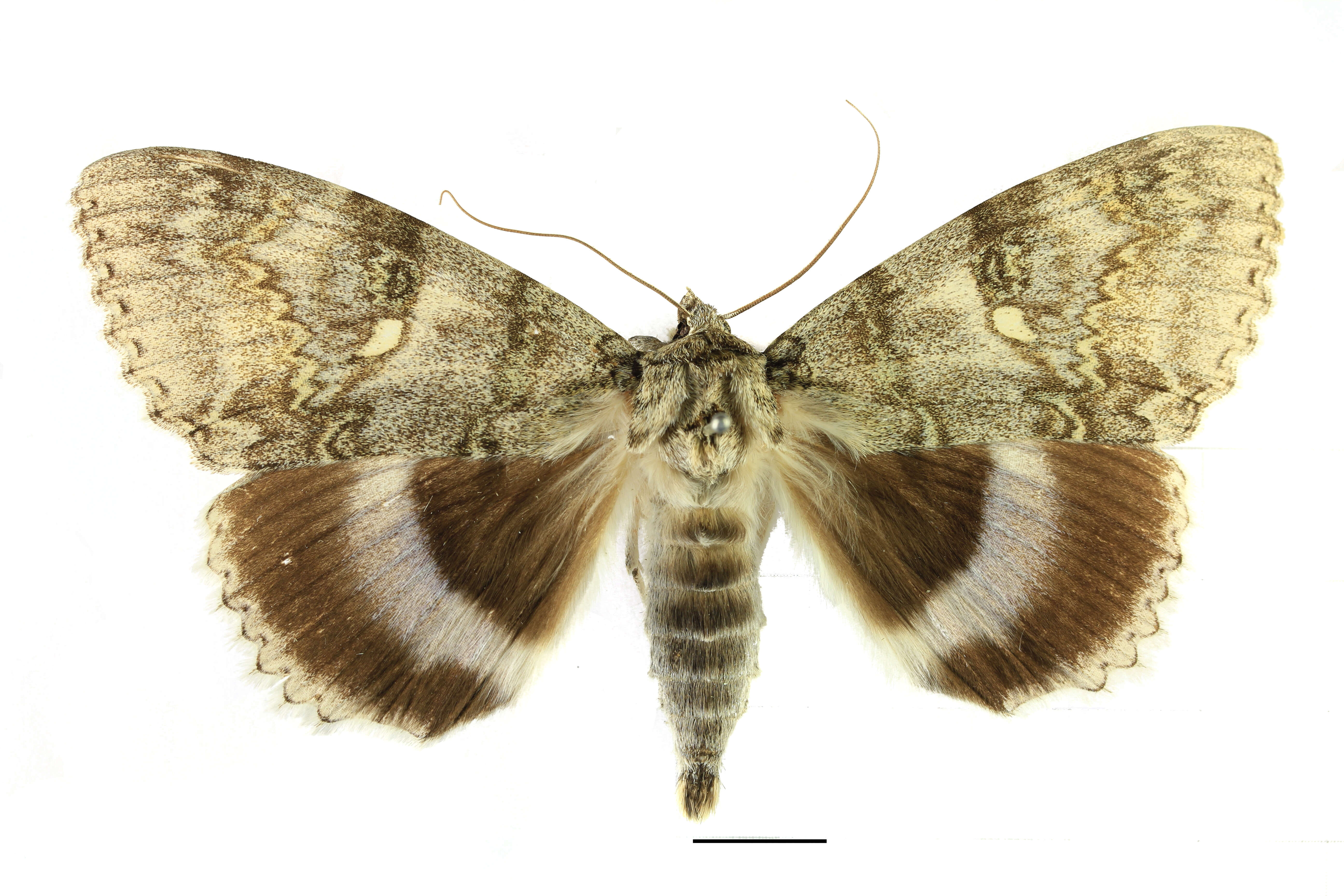 Image of clifden nonpareil