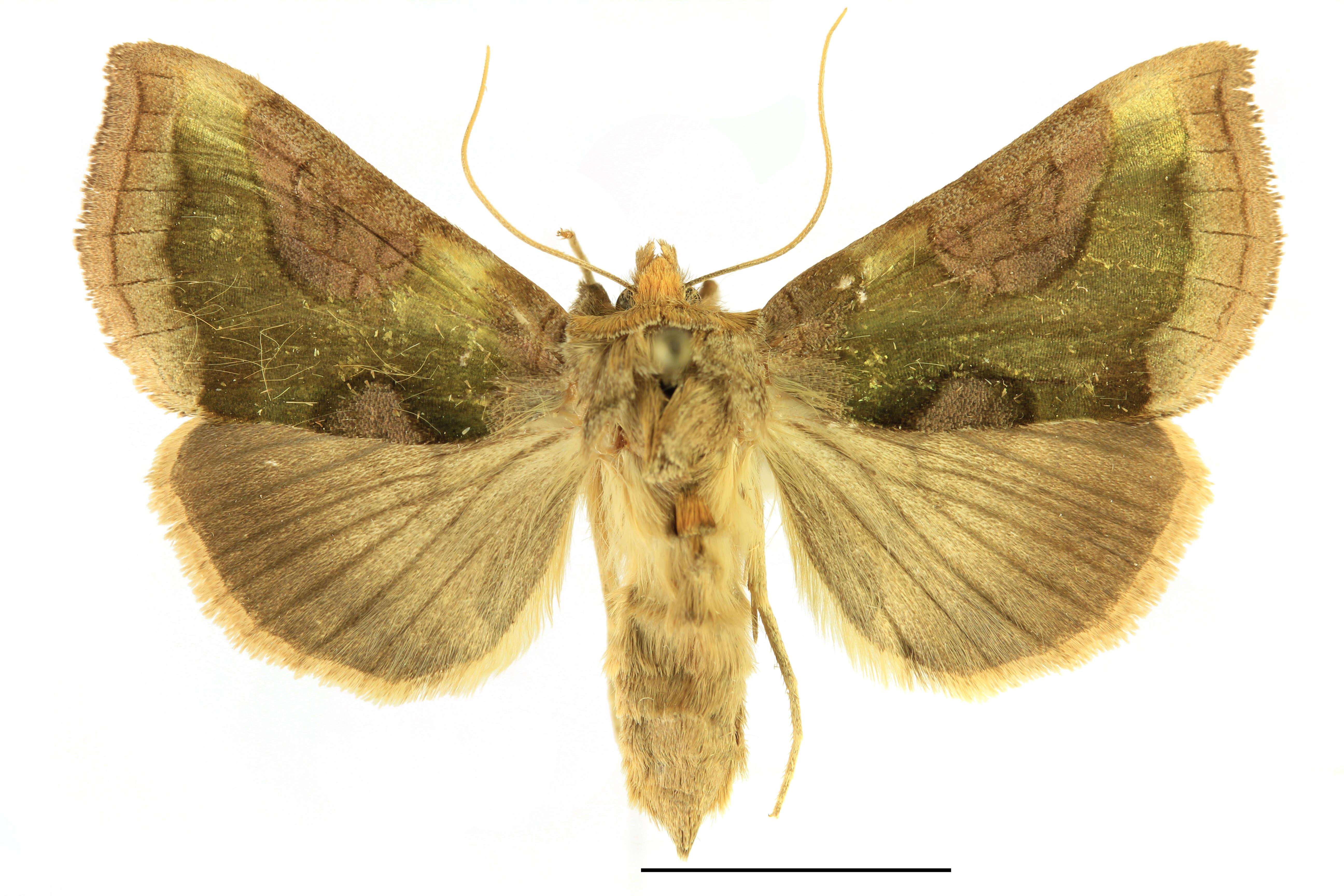 Image of burnished brass