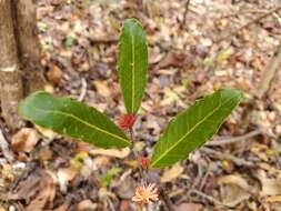 Image of Physena sessiliflora Tul.