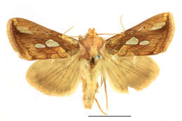 Image of gold spot