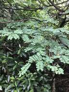 Слика од Albizia corniculata (Lour.) Druce