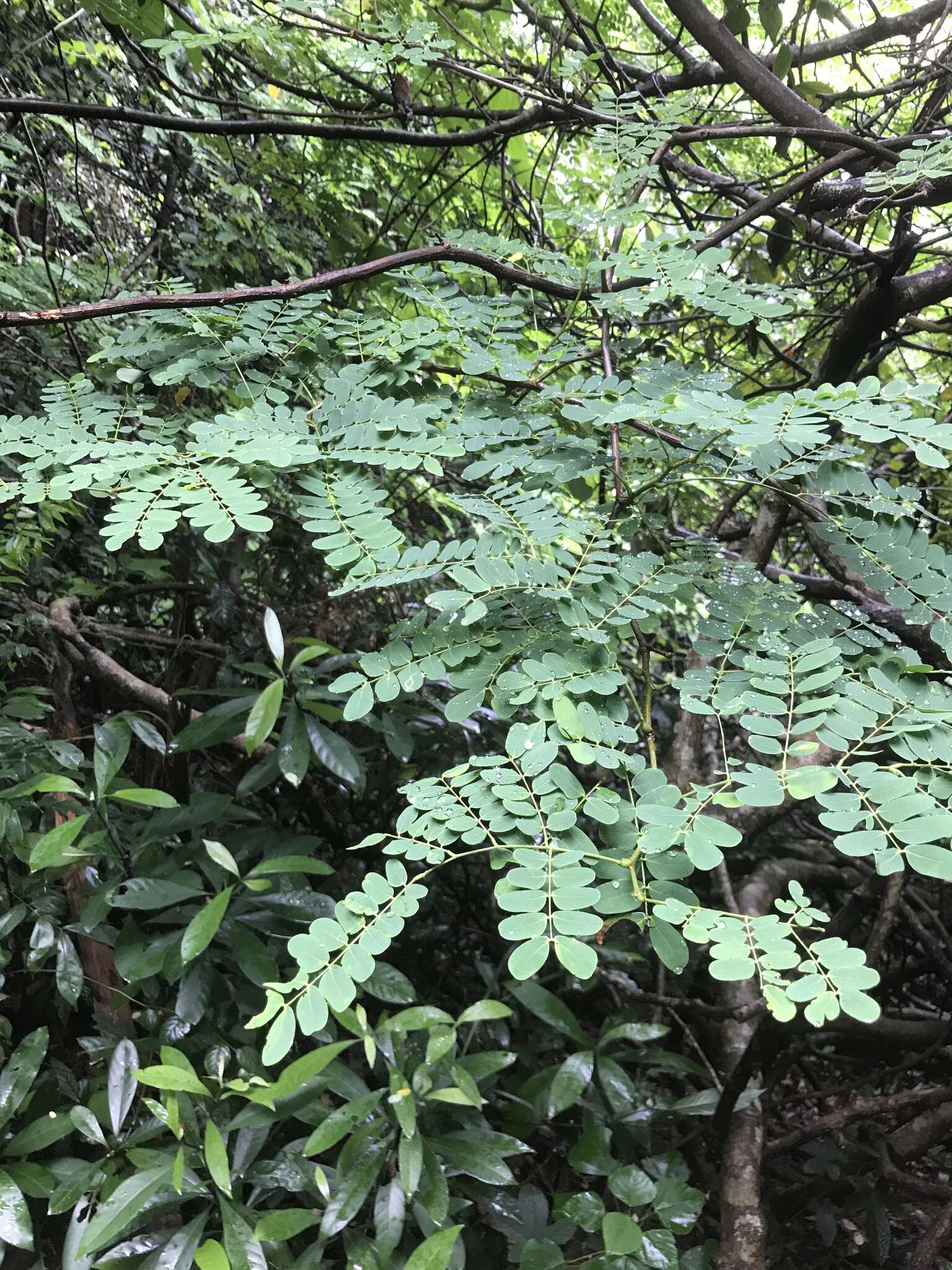 Image of Albizia corniculata (Lour.) Druce