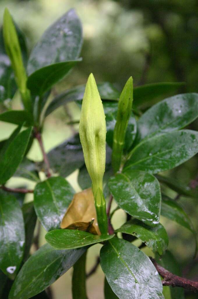 Image of Rothmannia capensis Thunb.