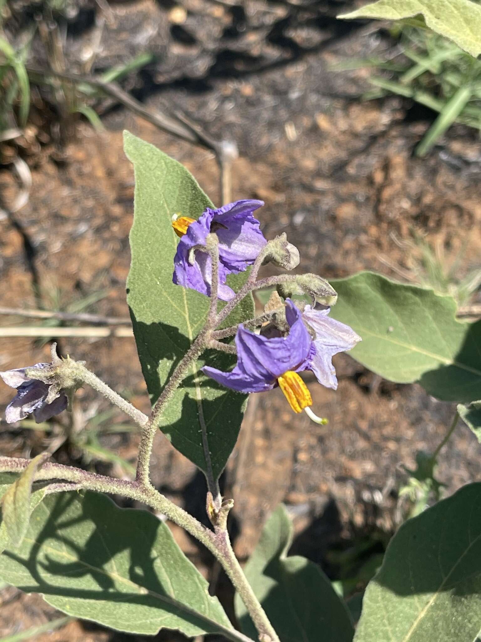 Image de Solanum campylacanthum Hochst. ex A. Rich.