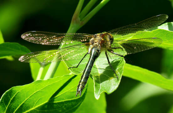 Image of Downy Emerald