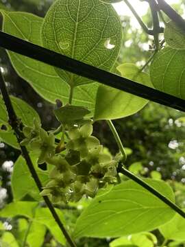 Image of Marsdenia volubilis (L. fil.) Cooke