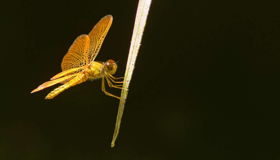 Imagem de Perithemis electra Ris 1930