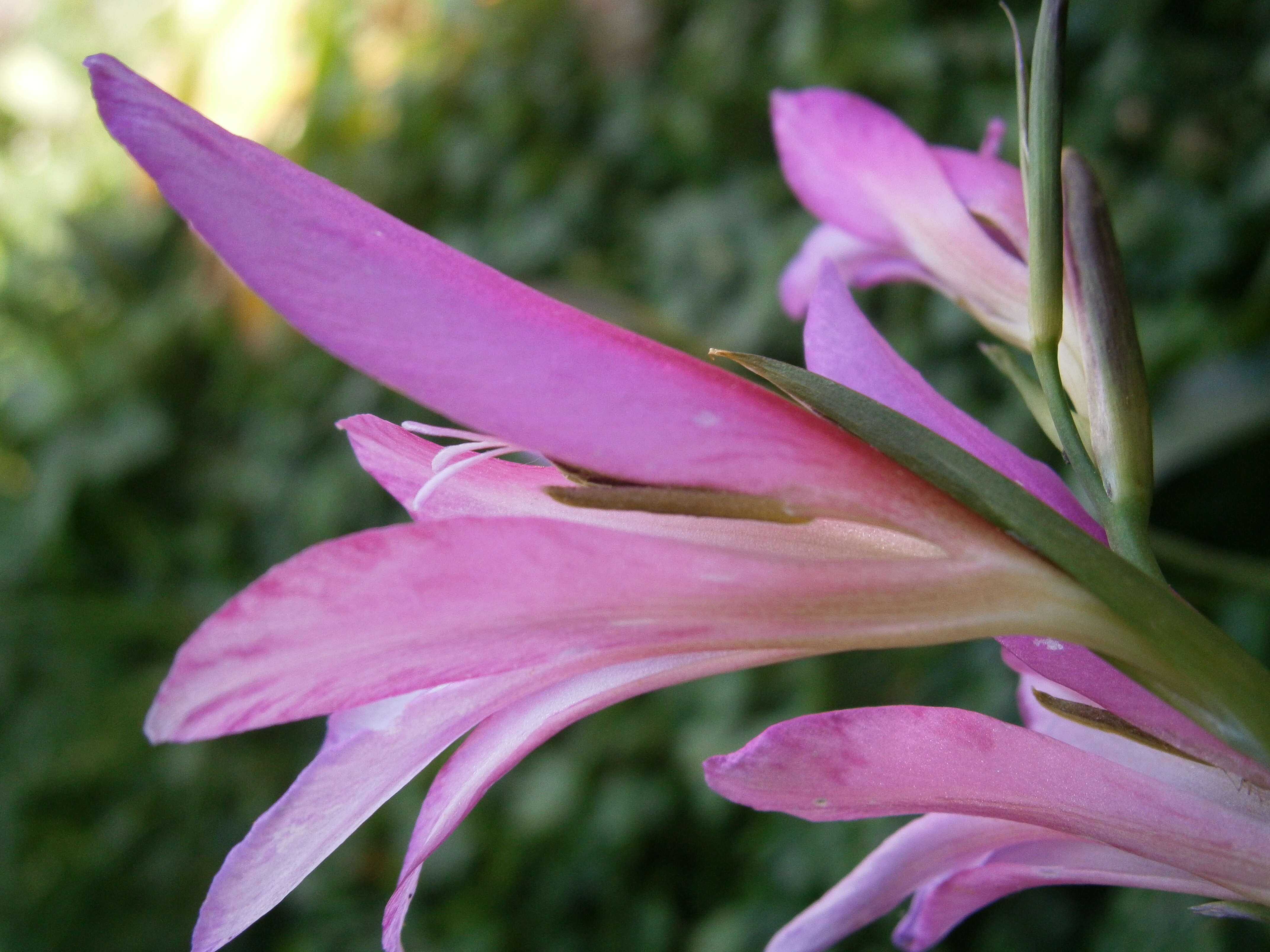 Image of Common Sword Lily