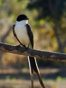 Image of Fork-tailed Flycatcher