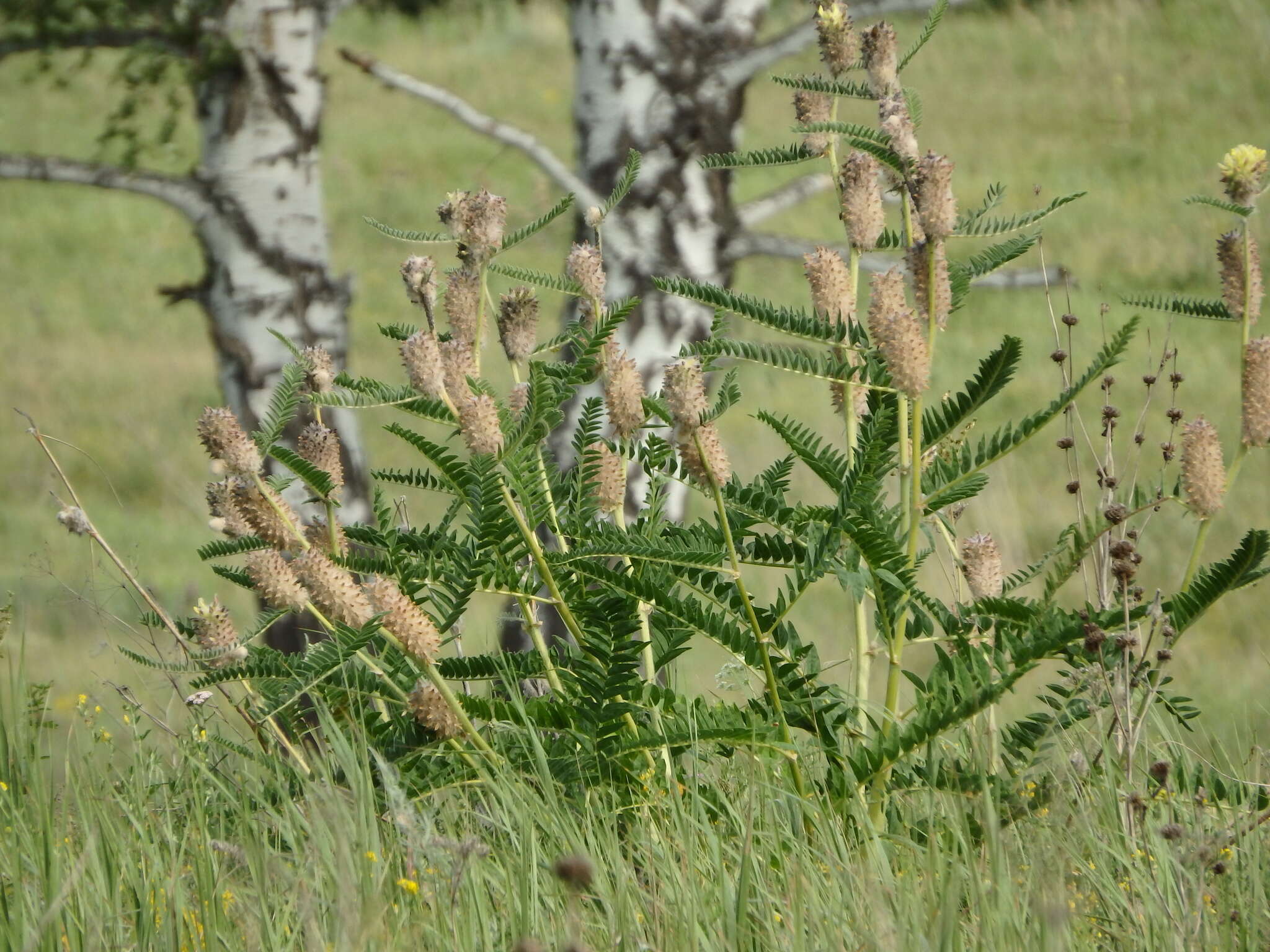 Imagem de Astragalus alopecurus Pall. ex DC.