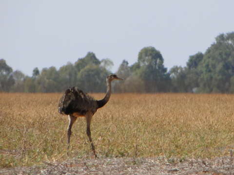 Image of Common Rhea