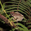 Image of Mocquard's Madagascar Frog
