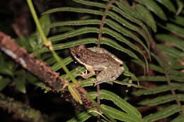 Image of Mocquard's Madagascar Frog