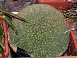 Image of Deuterocohnia brevifolia (Griseb.) M. A. Spencer & L. B. Sm.