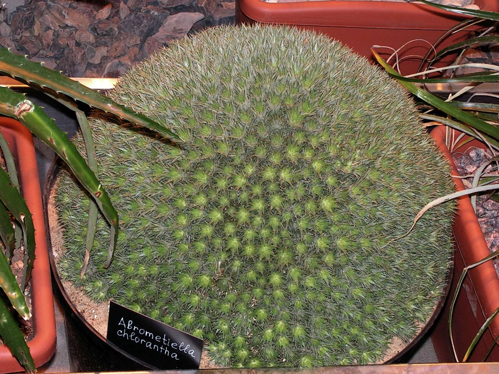 Image of Deuterocohnia brevifolia (Griseb.) M. A. Spencer & L. B. Sm.