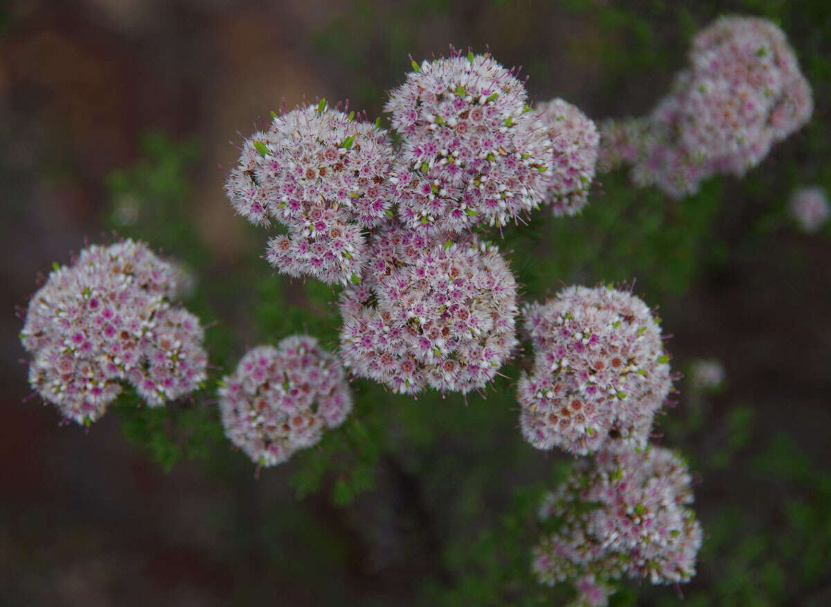 Verticordia minutiflora F. Müll. resmi